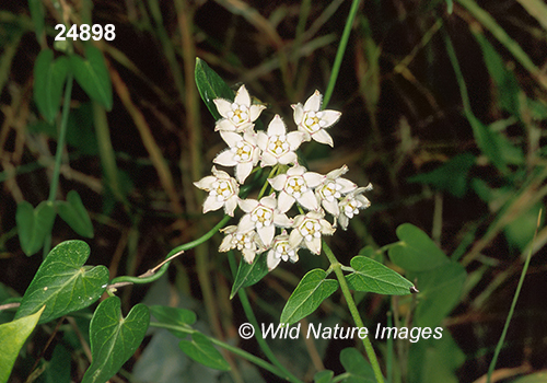 Sarcostemma cynanchoides southern twinevine